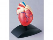 Anatomisk model Hjärta 1:1